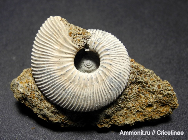 Gulielmina, Gulielmina quinqueplicata