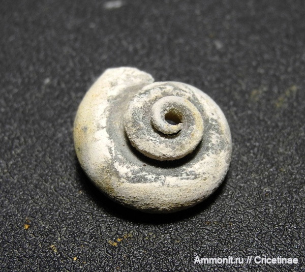 гастроподы