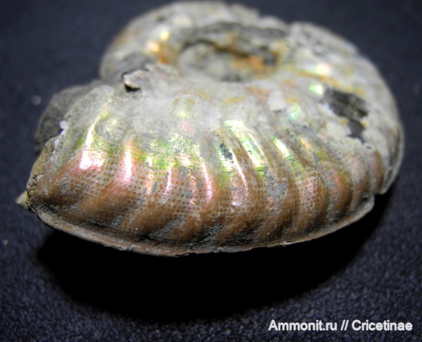 Lunuloceras, прижизненная окраска