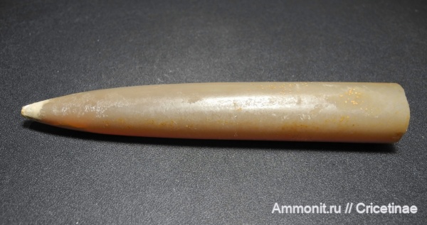 белемниты, belemnites