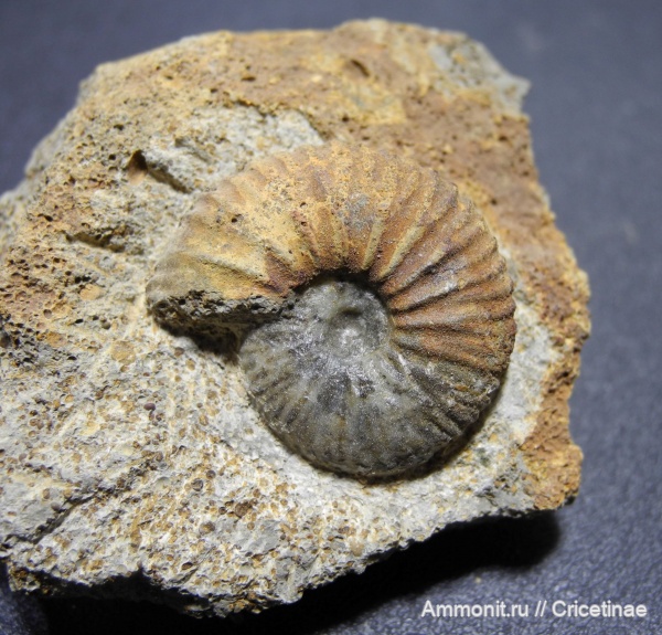 Novocadoceras, Novocadoceras homoeomorphum