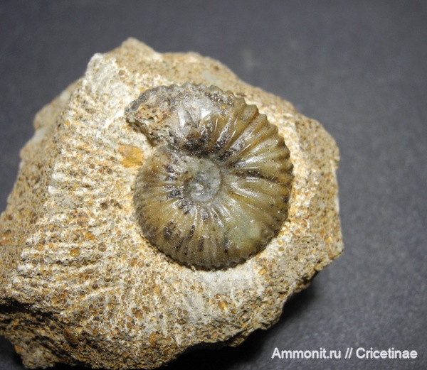 Novocadoceras, Novocadoceras homoeomorphum