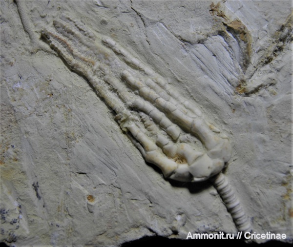 криноидеи, Trautscholdicrinus