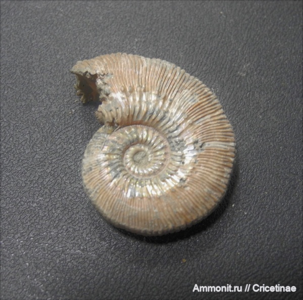 Kosmoceras, Kosmoceras phaeinum