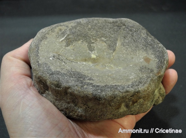 ихтиозавры, позвонки, позвонки ихтиозавров