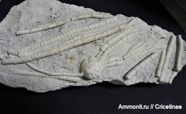 морские лилии, криноидеи, Cromyocrinus, Cromyocrinus simplex