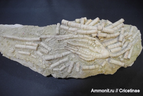 морские лилии, криноидеи, Moscovicrinus, Moscovicrinus multiplex