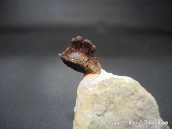 Polyrhizodus, Polyrhizodus concavus