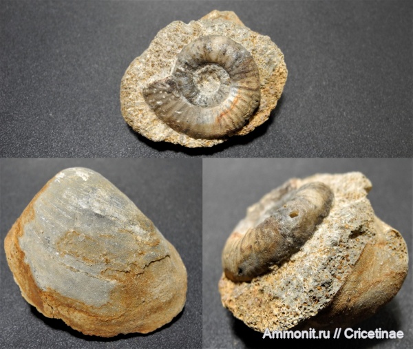 двустворки, Anaplanulites