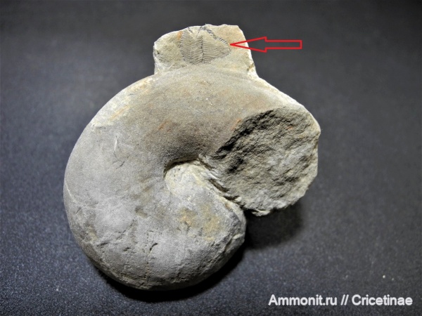 Conularia, Liroceras