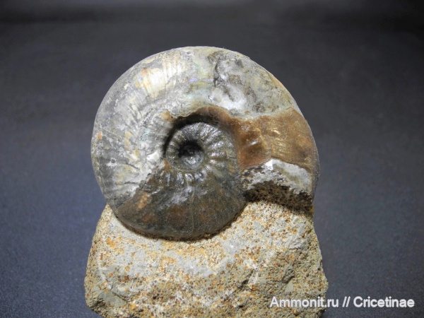 Sigaloceras enodatum, Sigaloceras