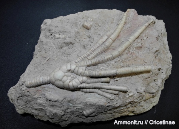 морские лилии, криноидеи, Moscovicrinus