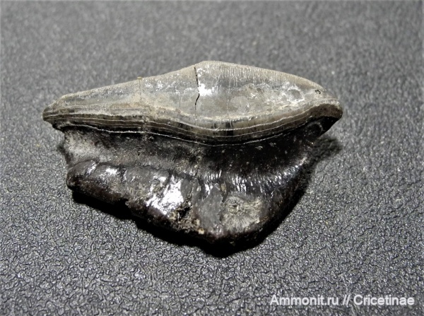 Petalodus, Petalodus acuminatus