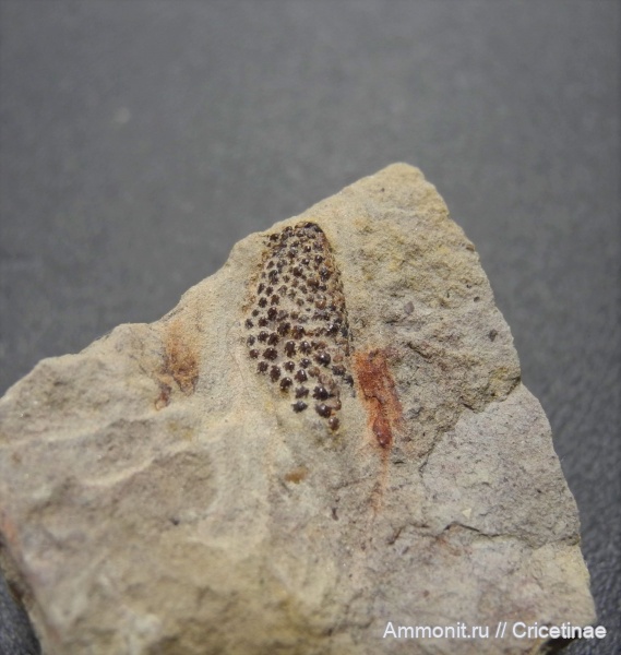 рыбы, Oracanthus vetustus, Oracanthus