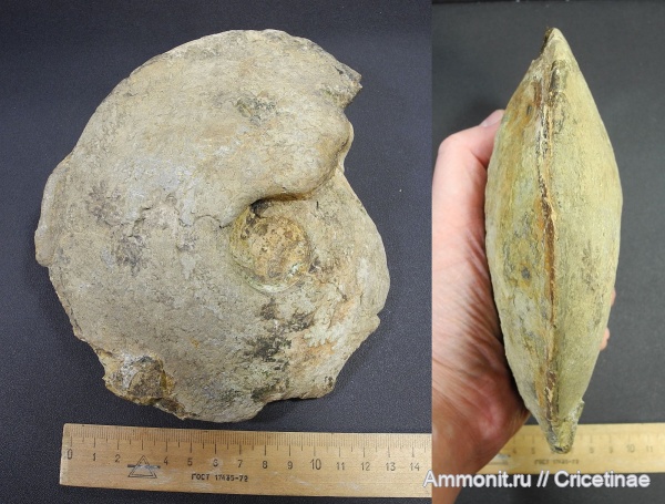 Cardioceras, Cardioceras kostromense