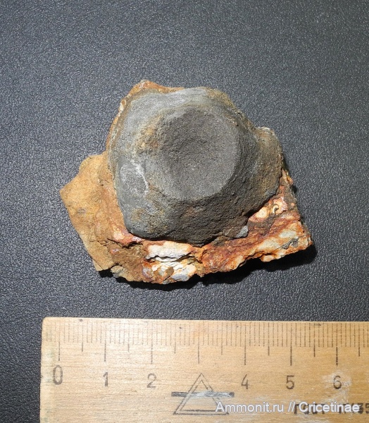 морские лилии, криноидеи, Cyclocrinus, holdfast