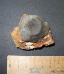 Холдфаст Cyclocrinus