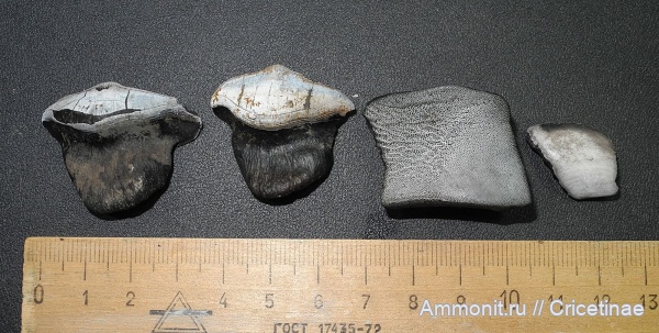 рыбы, зубы, Petalodus, Psephodus, Psammodus