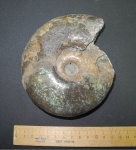 Большой Craspedites okensis