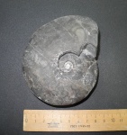 Arctoceras septentrionale