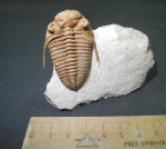 Prochasmops praecurrens