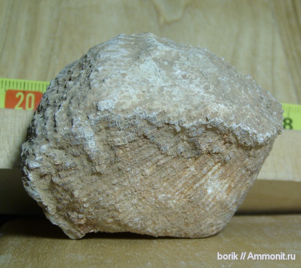 девон, Devonian, табуляты