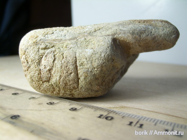 эндоцерасы