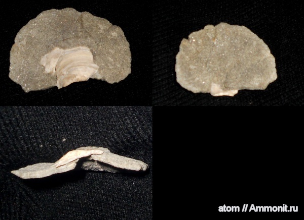 двустворчатые моллюски, Саратовская область, Inoceramus