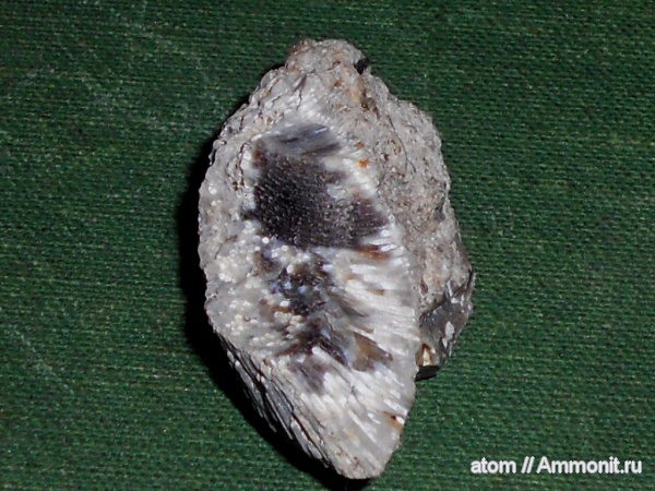 губки, Chaetetes, Саратовская область