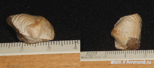 брахиоподы, Саратовская область, Productida