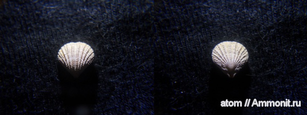 брахиоподы, Саратовская область, Terebratulida, Terebratulidina, Cancellothyroidea, Chlidonophoridae, Gisilina