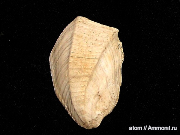 двустворчатые моллюски, Саратовская область, Neithea