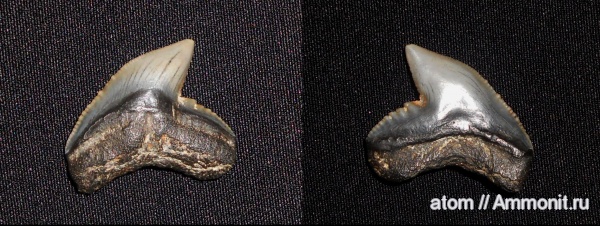 США, рыбы, Galeocerdo, Galeocerdo aduncus, fish