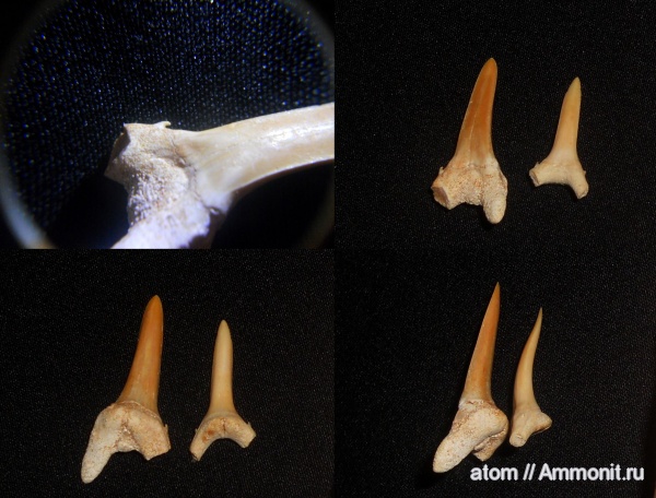 палеоген, рыбы, Марокко, Striatolamia, fish