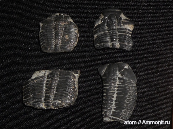 трилобиты, кембрий, США, Cambrian, Elrathia kingii