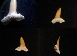 Акулий зуб (?) 3