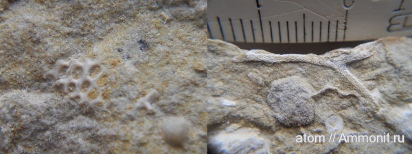 карбон, мшанки, Саратовская область