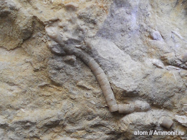 иглокожие, карбон, Саратовская область, Тёпловский карьер