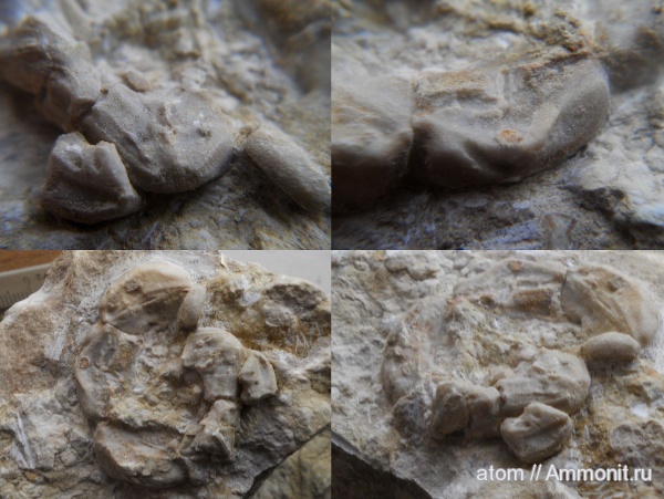 иглокожие, карбон, Mooreocrinus, Саратовская область, Тёпловский карьер, Cromyocrinidae