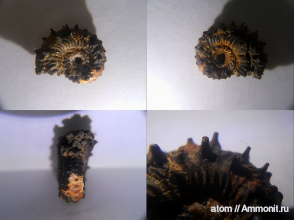 юра, Kosmoceras, Саратовская область, Kosmoceras spinosum, ТЭЦ-5, Jurassic