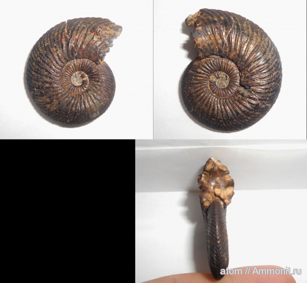 юра, Quenstedtoceras, Quenstedtoceras lamberti, Саратовская область, ТЭЦ-5, Jurassic