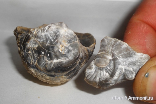 двустворчатые моллюски, Gryphaea, Саратовская область, ТЭЦ-5, ксеноморфизм, xenomorphism