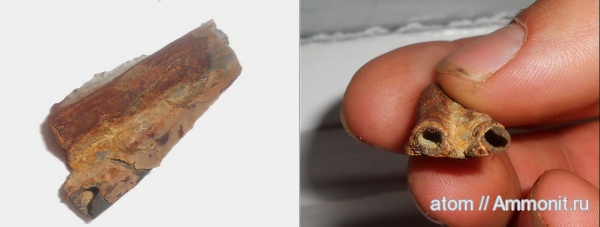 кольчатые черви, Serpula, Дубки, Саратовская область