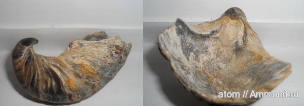 двустворчатые моллюски, Gryphaea, Саратовская область, ТЭЦ-5