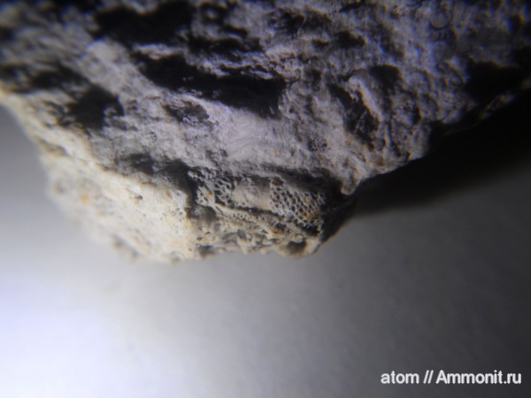 карбон, простейшие, фораминиферы, Саратовская область, Fusulinida