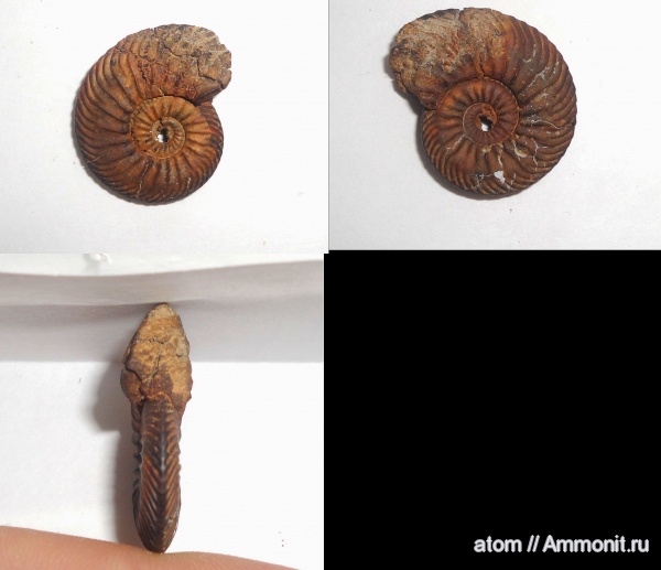 юра, Quenstedtoceras praelamberti, Саратовская область, ТЭЦ-5, Jurassic