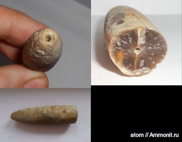 белемниты, мел, Саратовская область, Cretaceous, belemnites