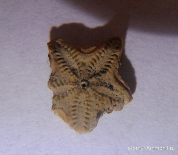 морские лилии, иглокожие, юра, Pentacrinus, Саратовская область, ТЭЦ-5, Jurassic