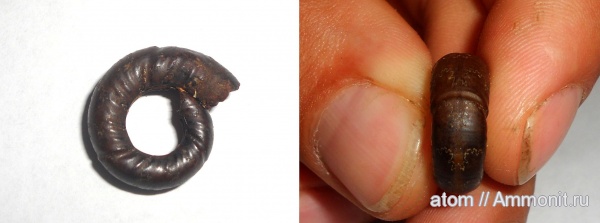 юра, Саратовская область, Alligaticeras, ТЭЦ-5, Jurassic