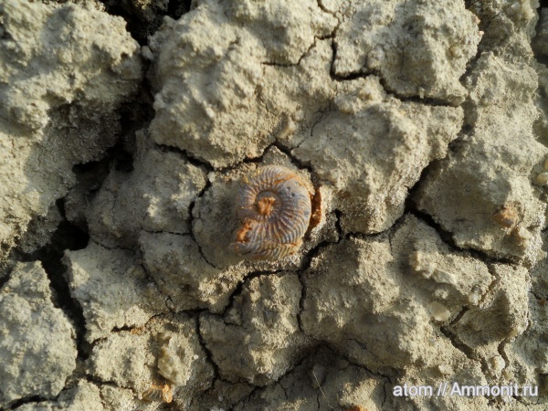 Quenstedtoceras, Саратовская область, ТЭЦ-5